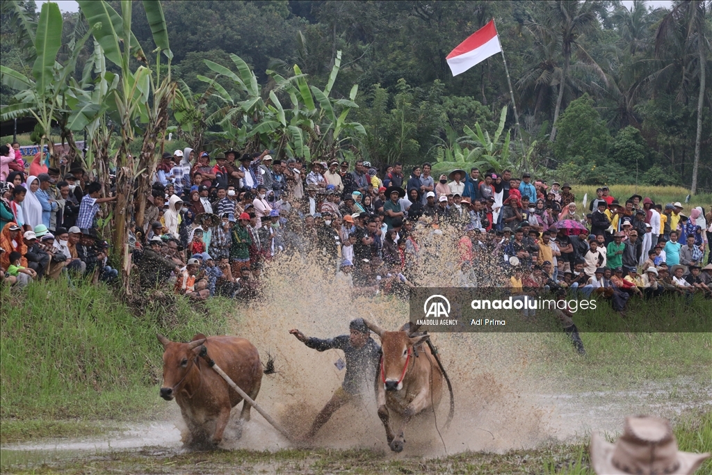 "Pacu Jawi" tradisi balapan sapi setelah panen padi di Sumatera Barat
