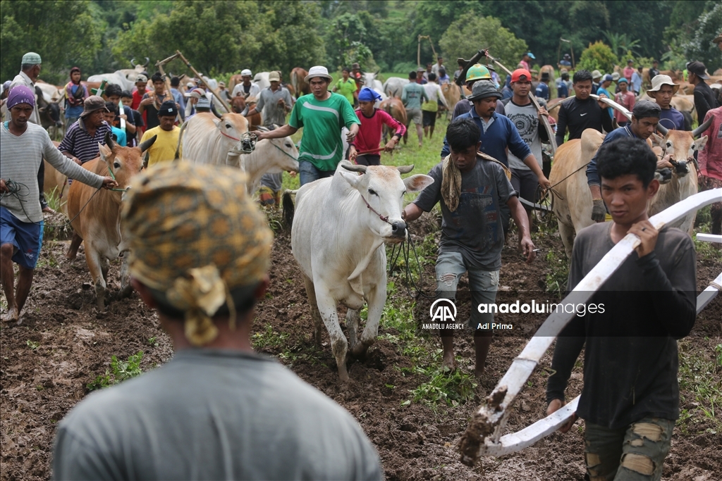 "Pacu Jawi" tradisi balapan sapi setelah panen padi di Sumatera Barat