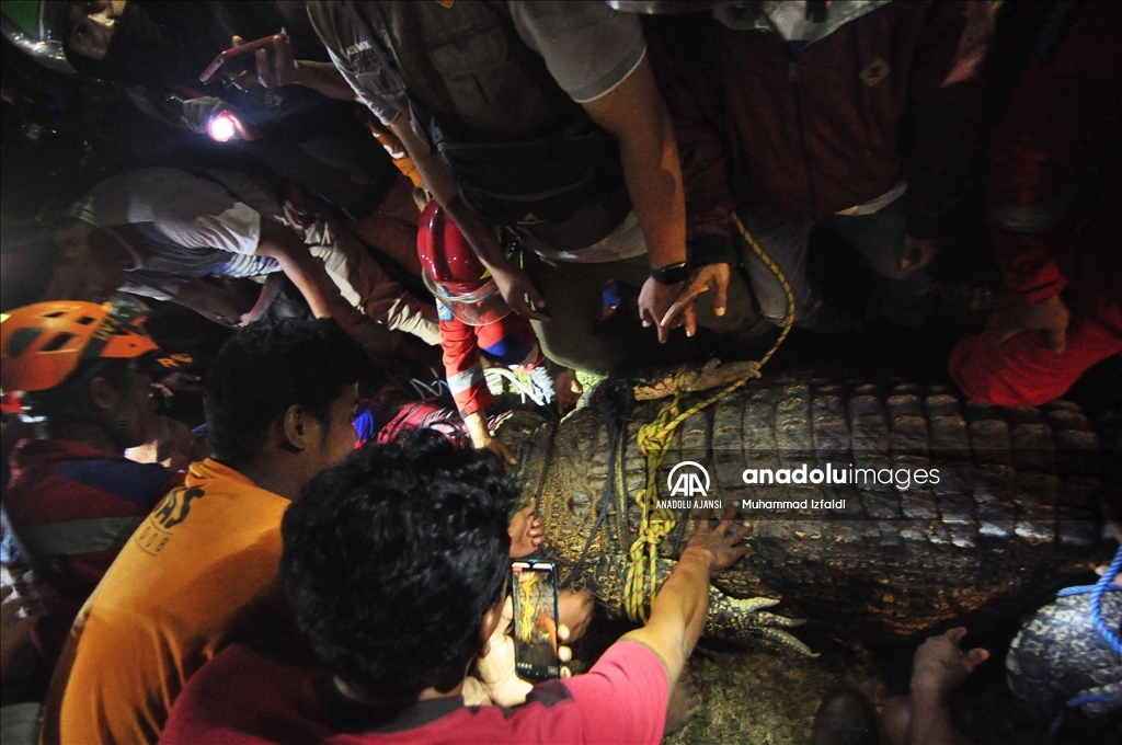С шести лет живет. Крокодил с шиной на шее в Индонезии. Вид крокодила который живет в Индонезии.