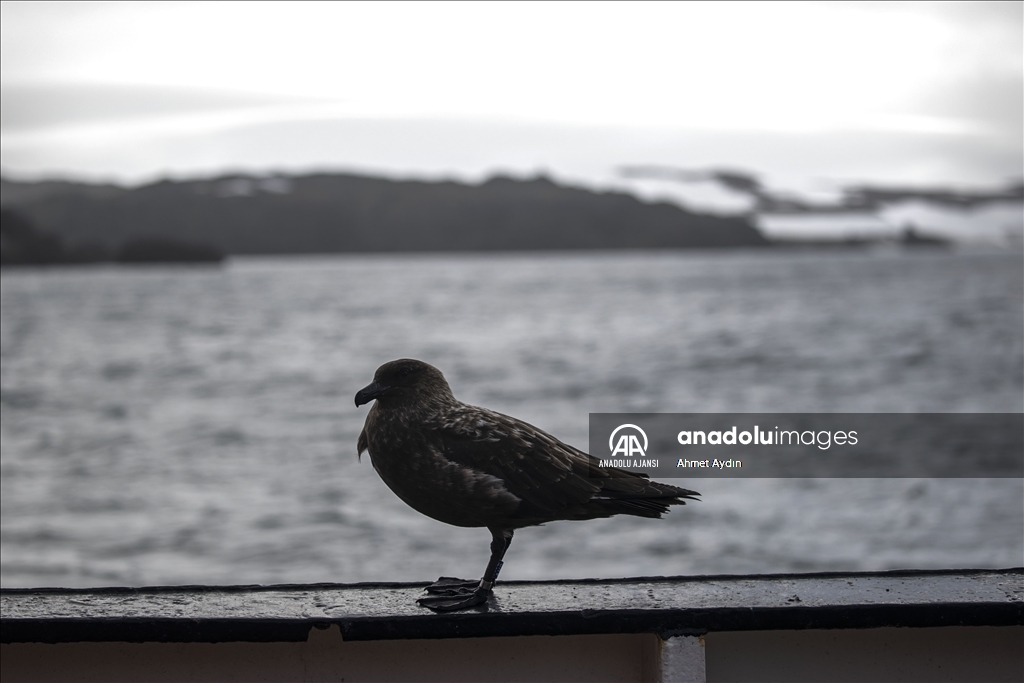 Türk ekibi Antarktika’ya ayak bastı