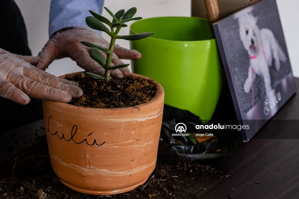 Pleia, una opción para despedirse de las mascotas de forma responsable