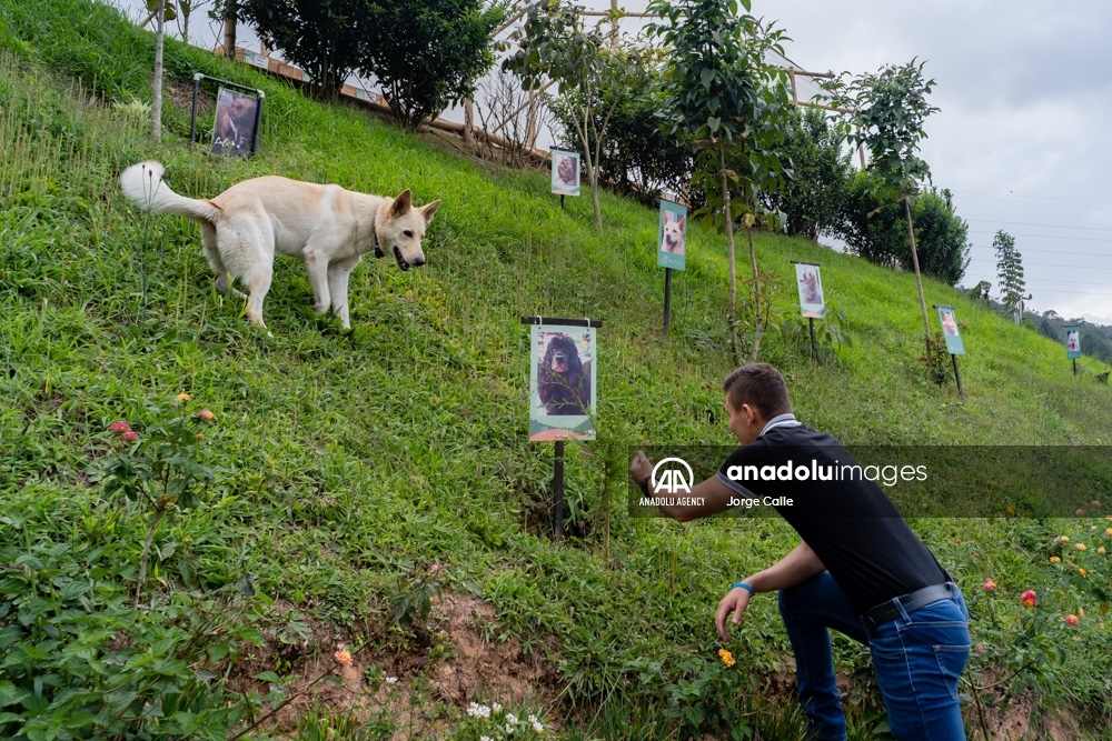 Pleia, una opción para despedirse de las mascotas de forma responsable
