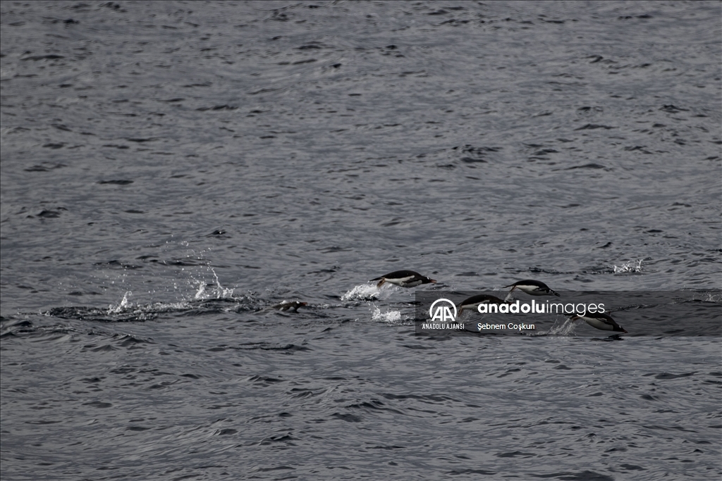 Türk ekibi Antarktika’ya ayak bastı
