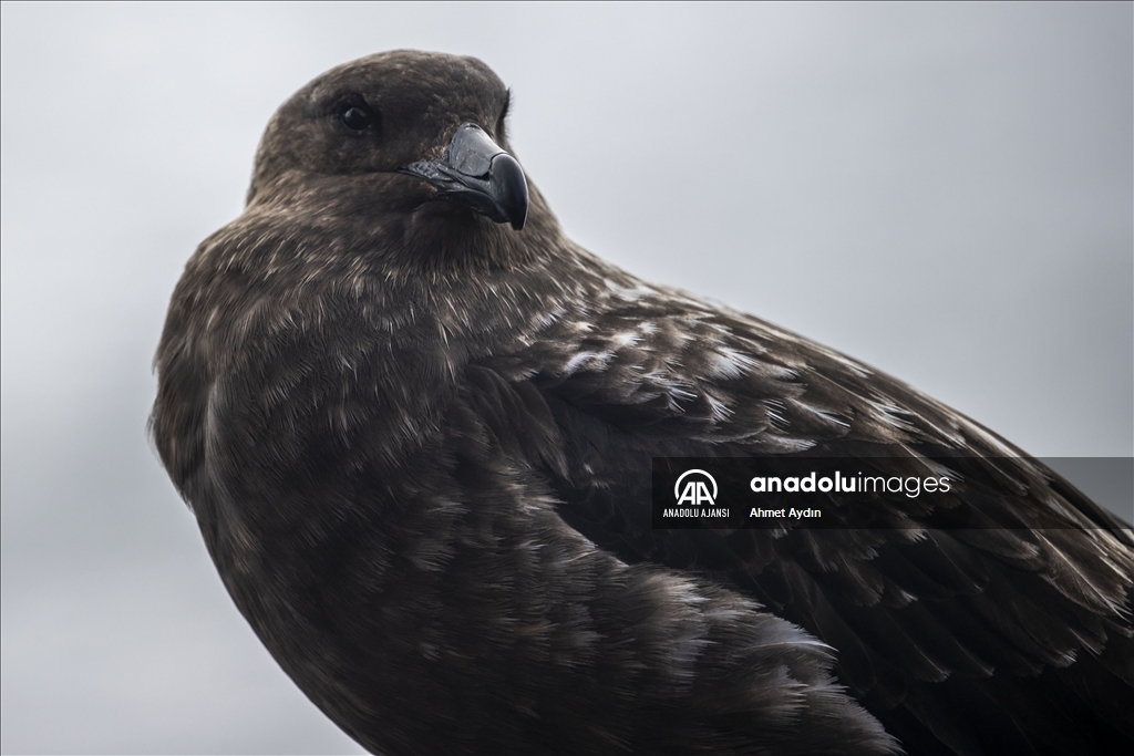 Türk ekibi Antarktika’ya ayak bastı