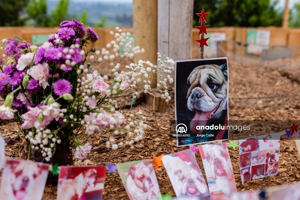 Pleia, una opción para despedirse de las mascotas de forma responsable