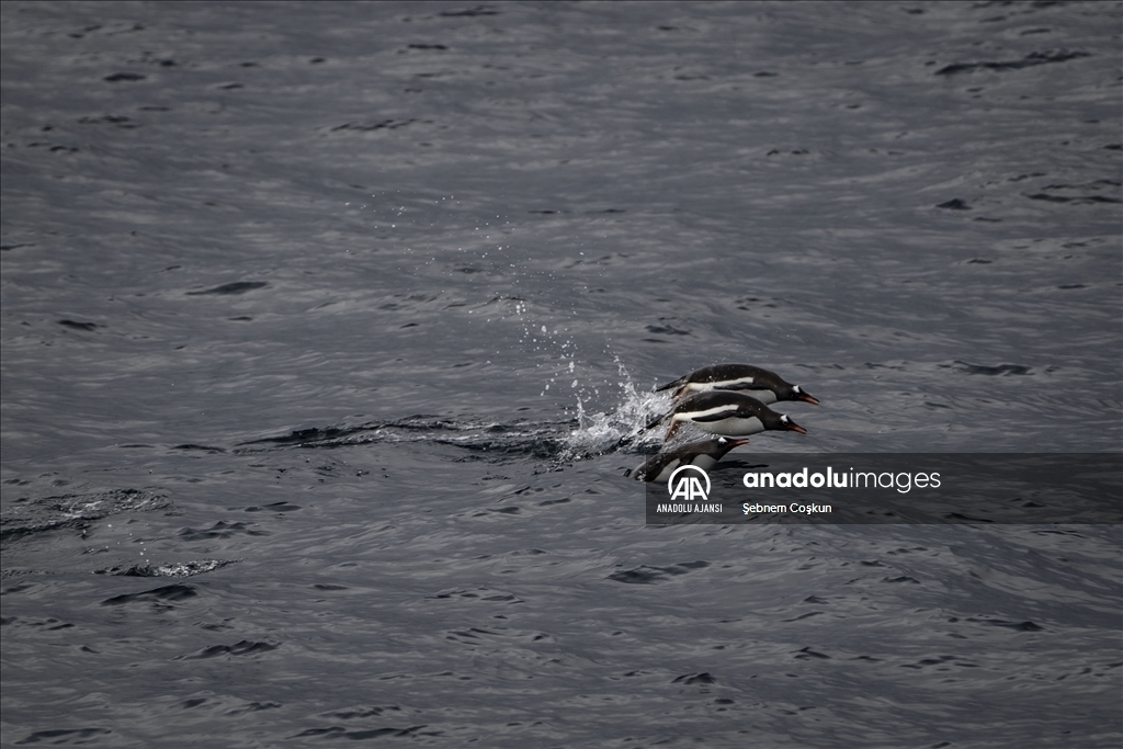 Türk ekibi Antarktika’ya ayak bastı