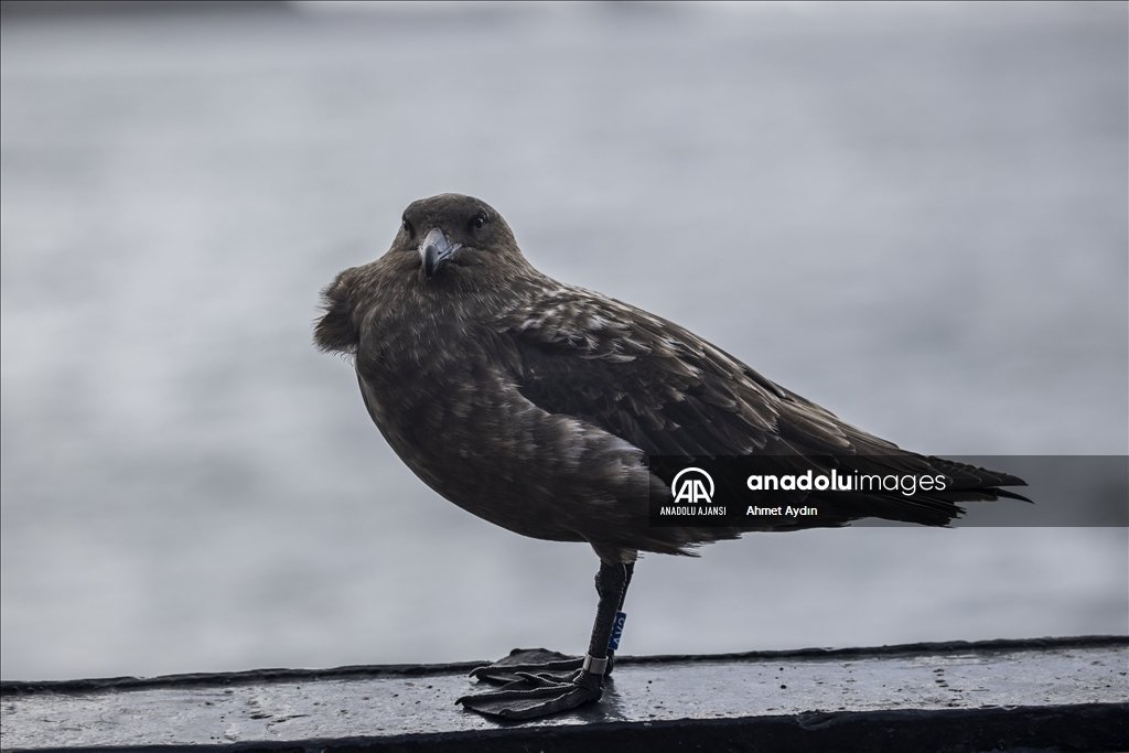 Türk ekibi Antarktika’ya ayak bastı