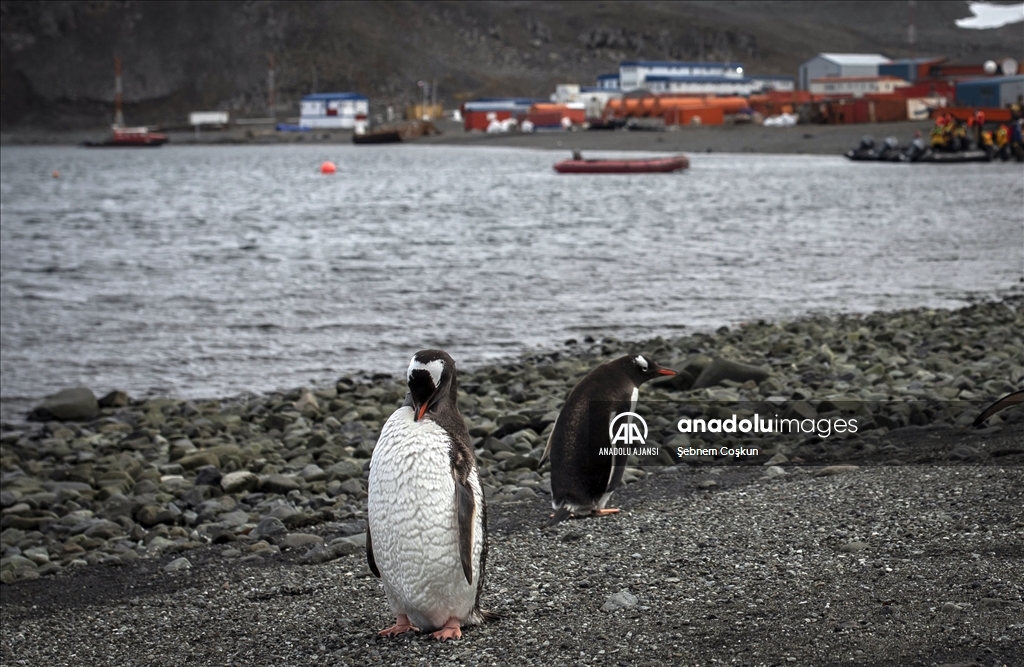 Türk ekibi Antarktika’ya ayak bastı