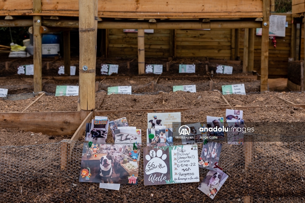 Pleia, una opción para despedirse de las mascotas de forma responsable