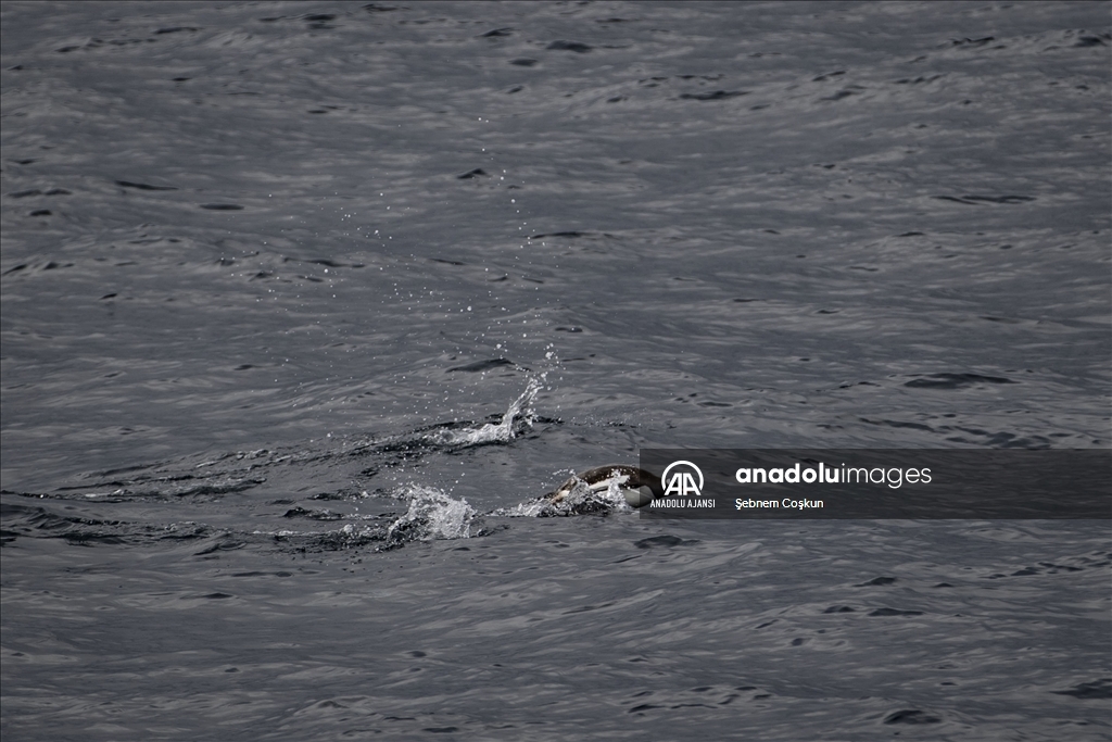 Türk ekibi Antarktika’ya ayak bastı