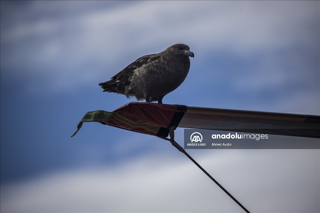 Türk ekibi Antarktika’ya ayak bastı