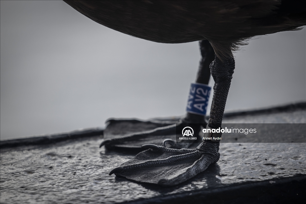 Türk ekibi Antarktika’ya ayak bastı