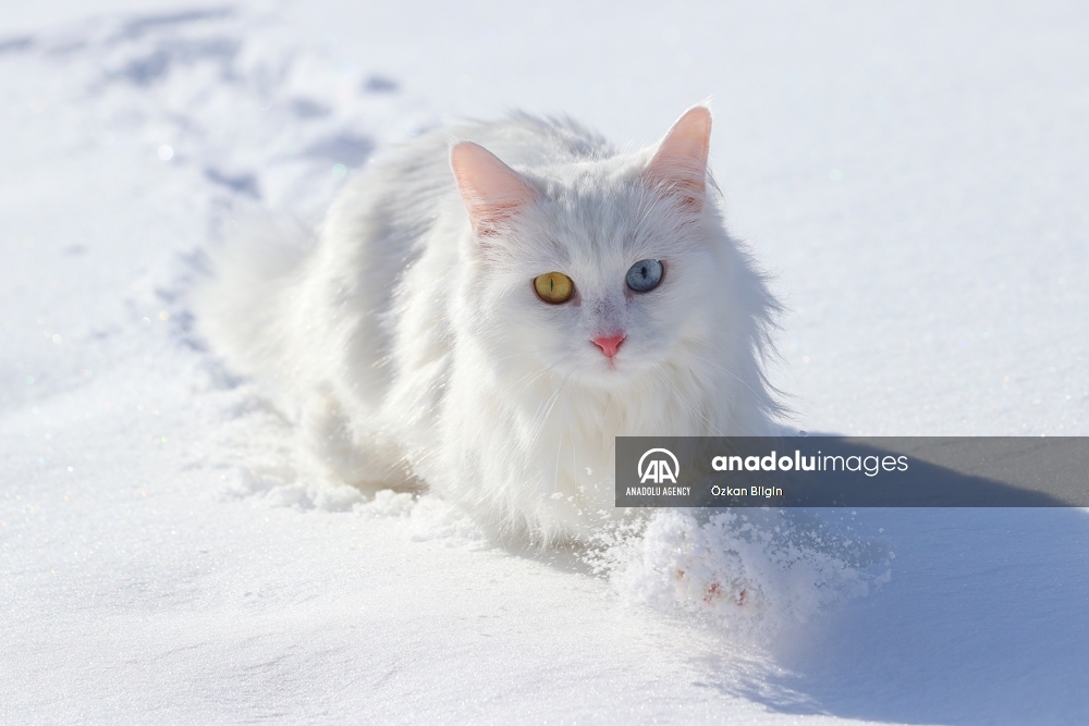 Los gatos de Van enamoran a sus visitantes en Turquía