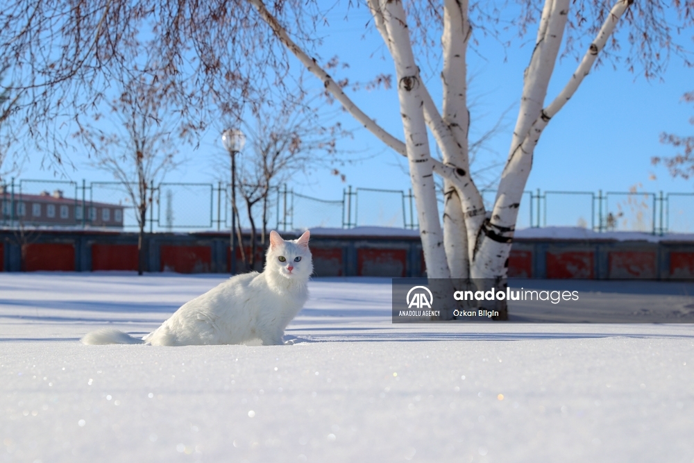 Los gatos de Van enamoran a sus visitantes en Turquía