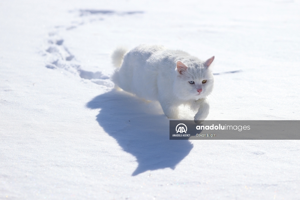 Los gatos de Van enamoran a sus visitantes en Turquía