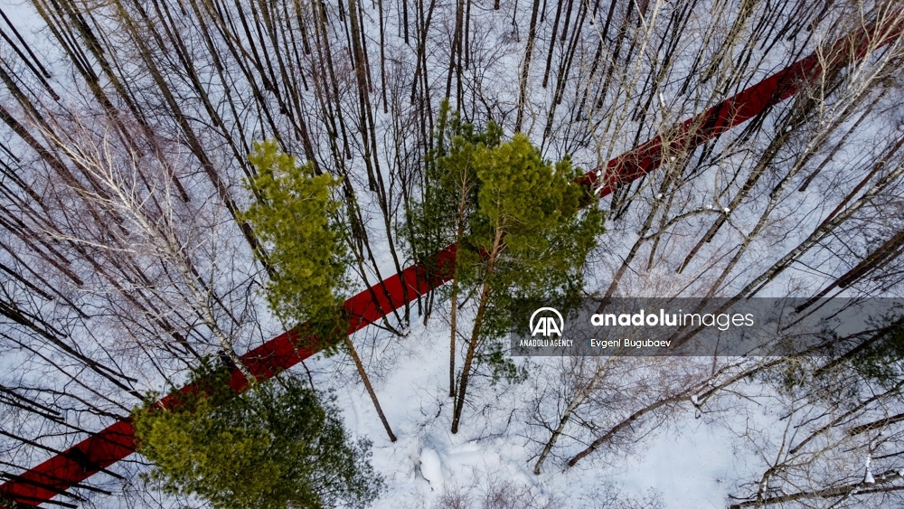 Artista ruso decora con una alfombra de 250 metros un bosque cubierto de nieve