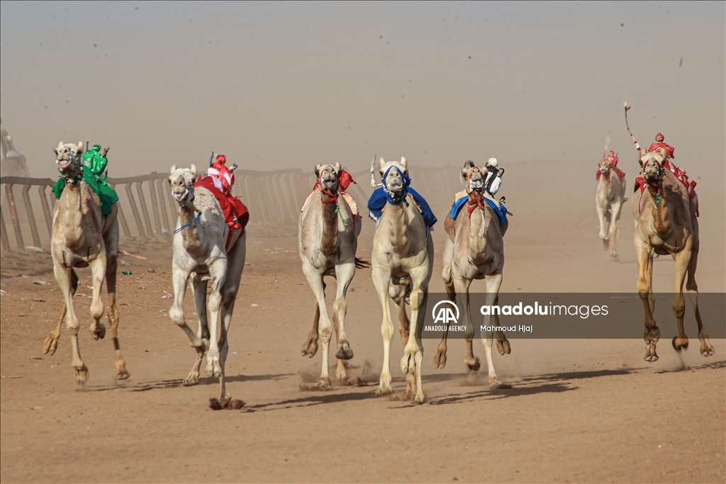 بمشاركة عربية.. انطلاق سباق الهجن السودانية في كسلا