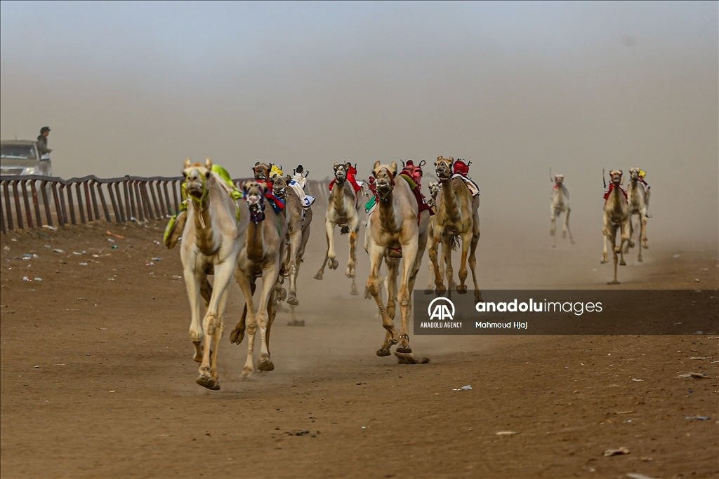 بمشاركة عربية.. انطلاق سباق الهجن السودانية في كسلا