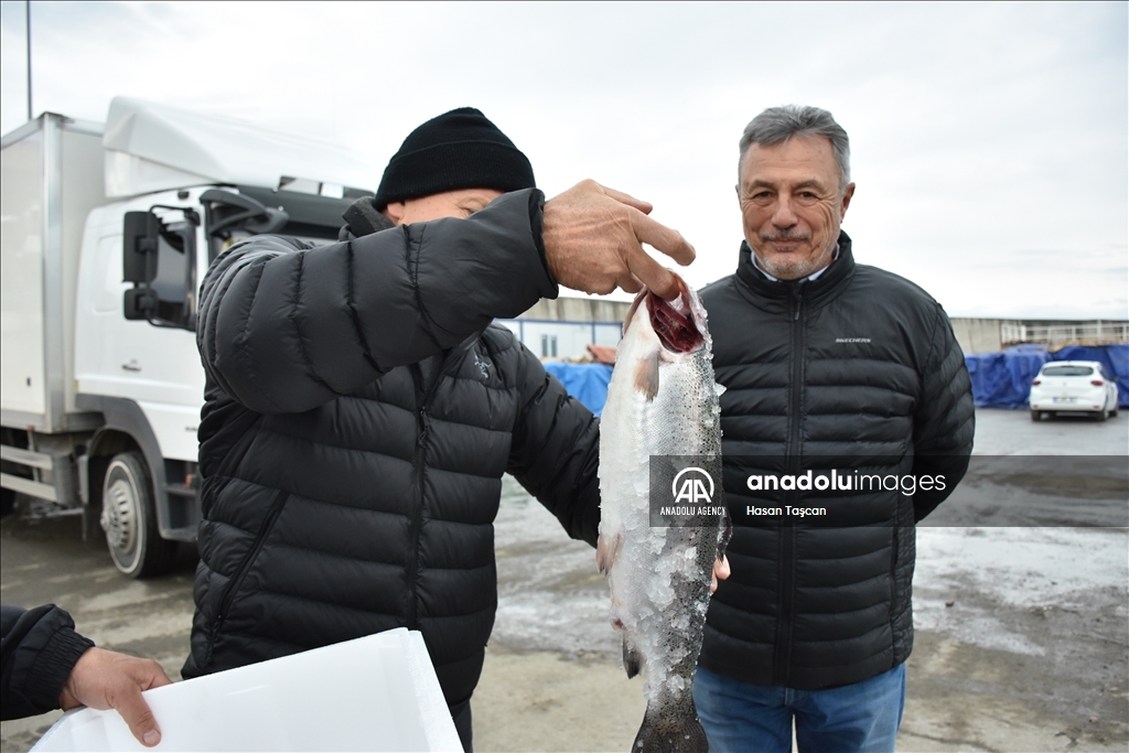 وصل سمك السلمون التركي إلى أسواق 22 دولة حول العالم، خلال العام الفائت