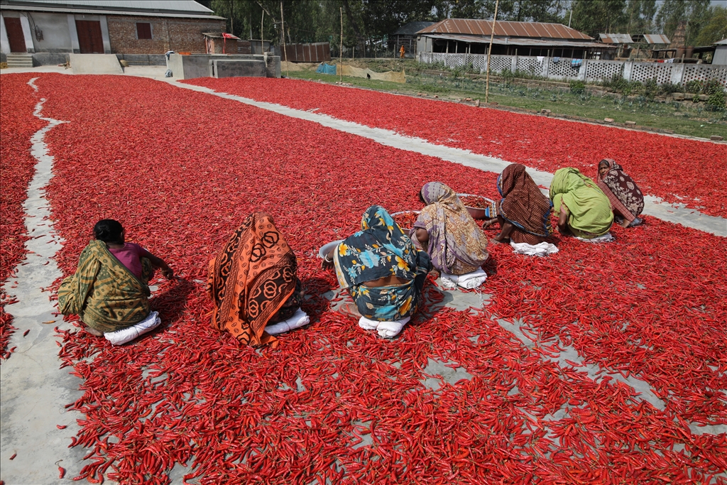 Bangladeş'te biber kurutma mesaisi