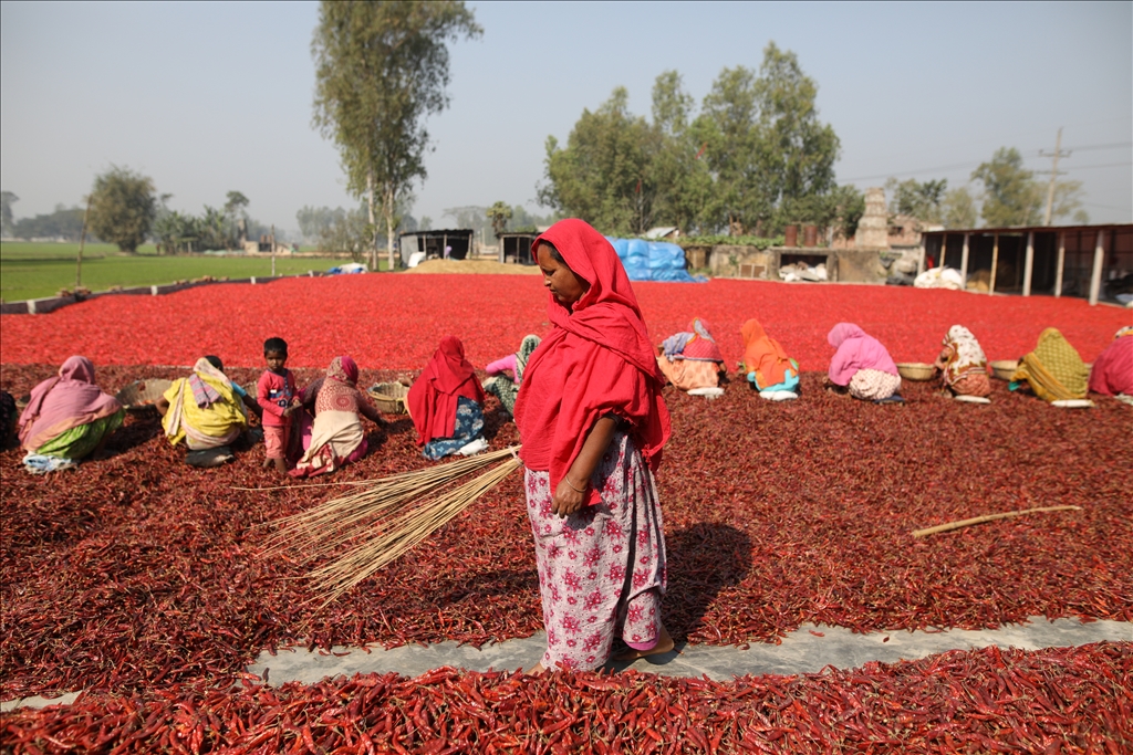 Bangladeş'te biber kurutma mesaisi