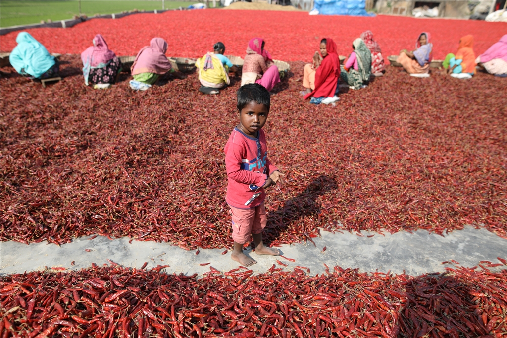 Bangladeş'te biber kurutma mesaisi