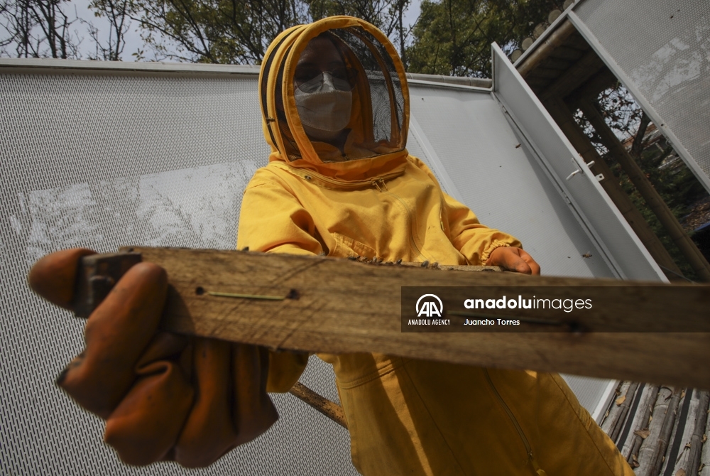 Un superalimento desarrollado en Colombia protege a las abejas de los pesticidas