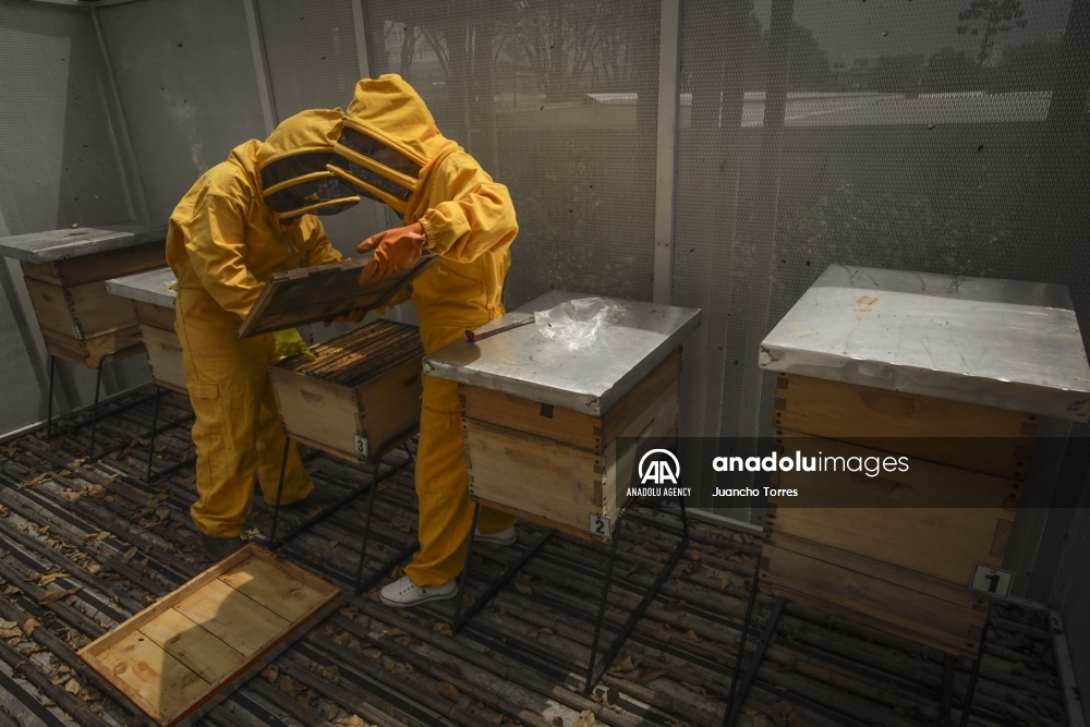 Un superalimento desarrollado en Colombia protege a las abejas de los pesticidas