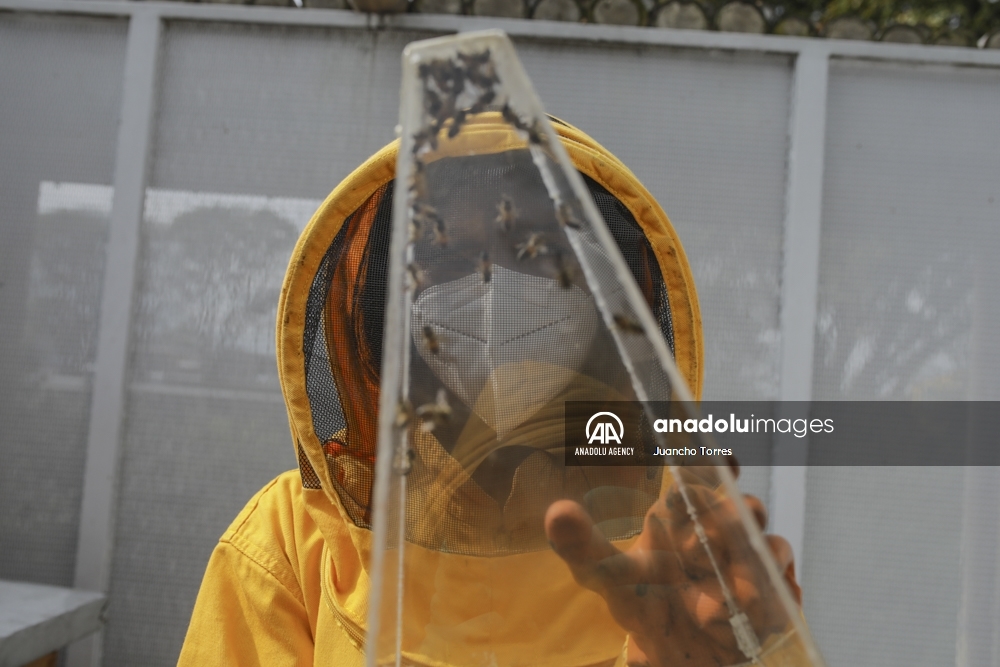 Un superalimento desarrollado en Colombia protege a las abejas de los pesticidas