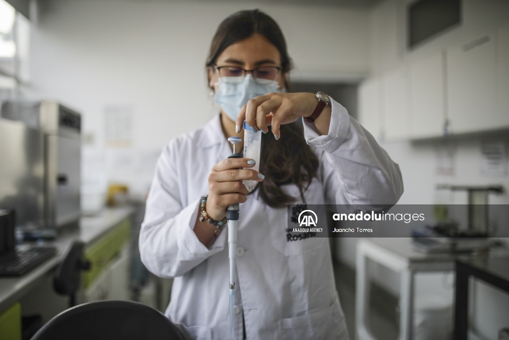 Un superalimento desarrollado en Colombia protege a las abejas de los pesticidas