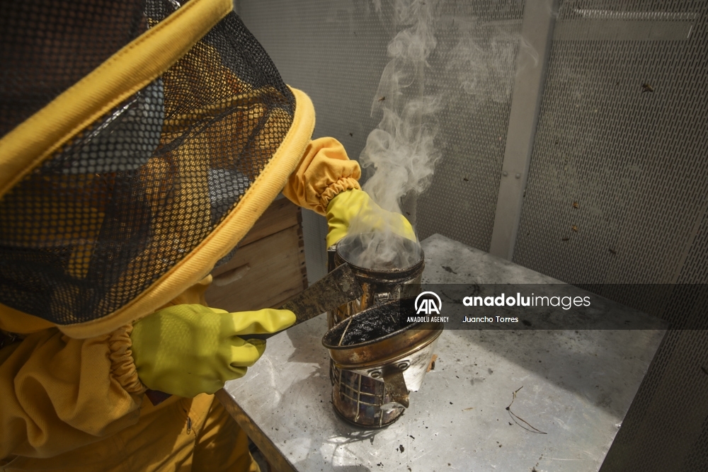 Un superalimento desarrollado en Colombia protege a las abejas de los pesticidas