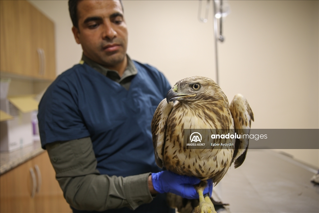 Turquie : les animaux sauvages retrouvent la santé dans un centre spécial à Sanliurfa