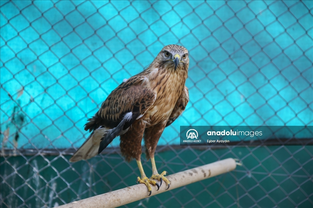 Turquie : les animaux sauvages retrouvent la santé dans un centre spécial à Sanliurfa