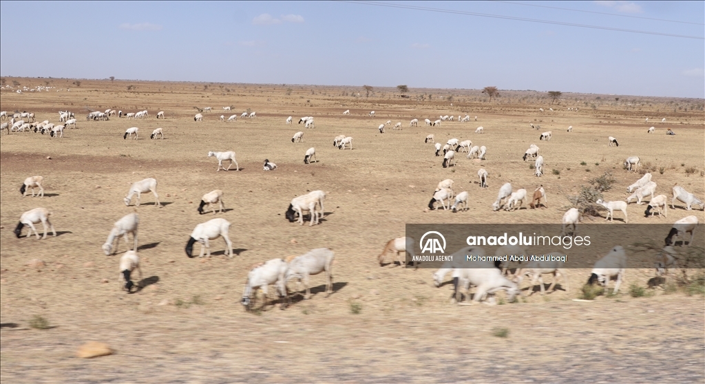 Drought in Ethiopia affects Somalia and Oromia