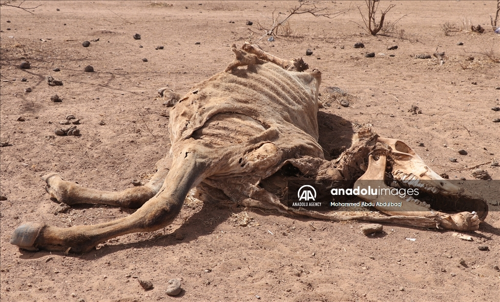 Drought in Ethiopia affects Somalia and Oromia