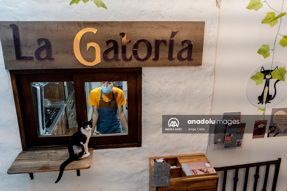 La Gatoría, la cafetería que con sus ganancias atiende y les da un refugio a gatos sin hogar