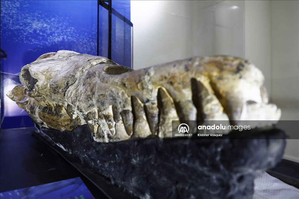 U Peruu otkrivena 36 miliona godina stara lobanja morskog čudovišta 