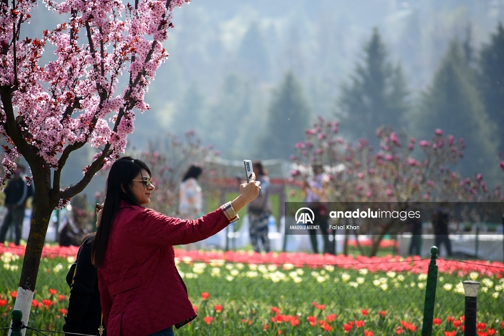 El jardín de tulipanes más grande de Asia abre en Cachemira - Agencia  Anadolu