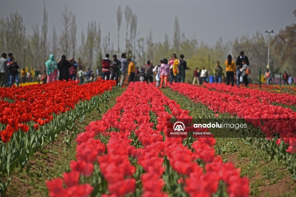 El jardín de tulipanes más grande de Asia abre en Cachemira - Agencia  Anadolu