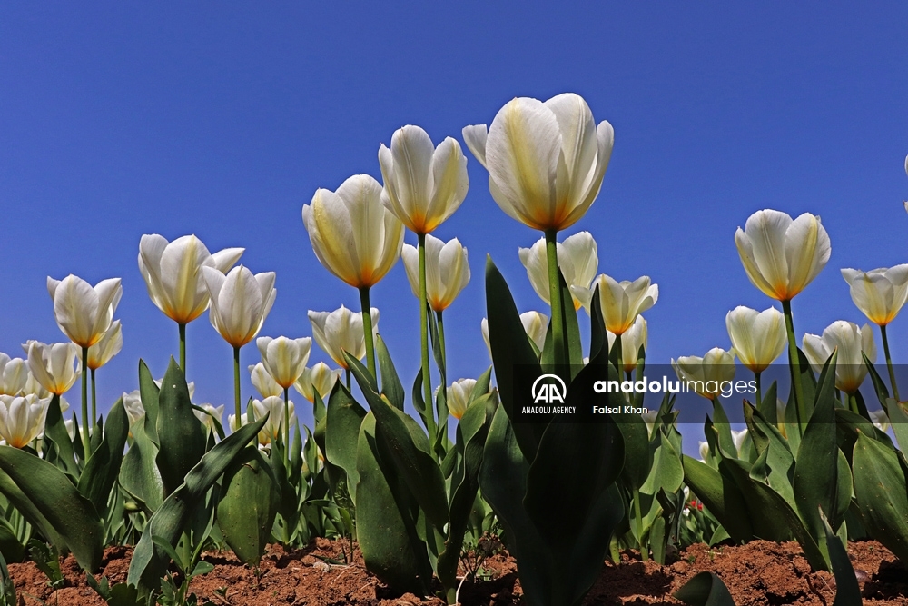 El jardín de tulipanes más grande de Asia abre en Cachemira - Agencia  Anadolu