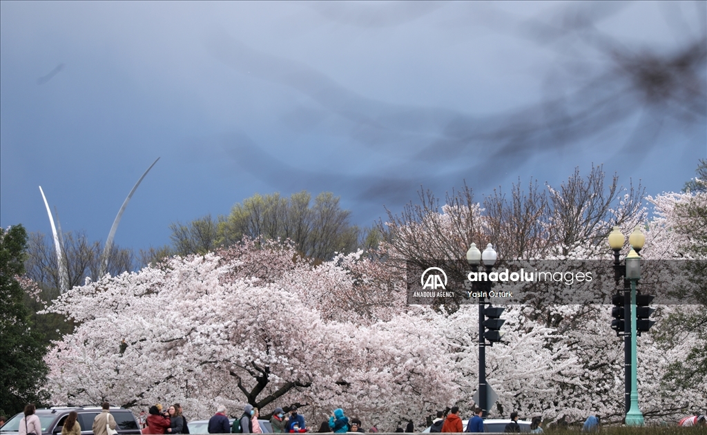 العاصمة الأمريكية تزدان بزهور أشجار الكرز