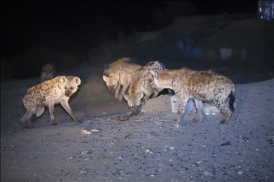 Ethiopia: Tamer of hyena hopes to grow into circus