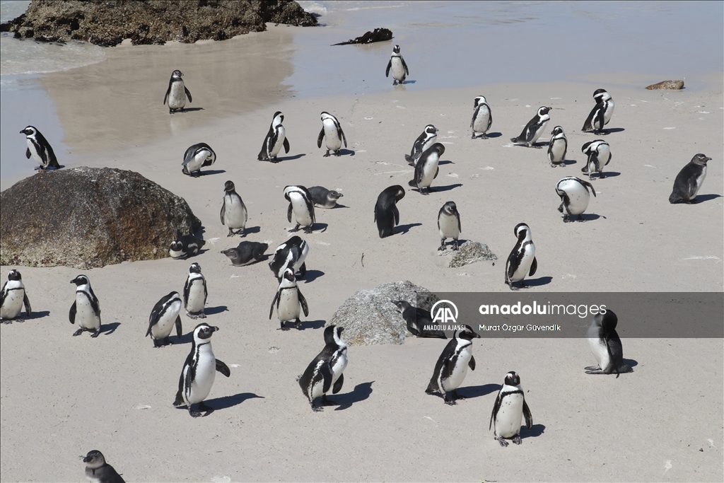 Afrika penguenlerinin soyu on yıllar içinde tükenebilir
