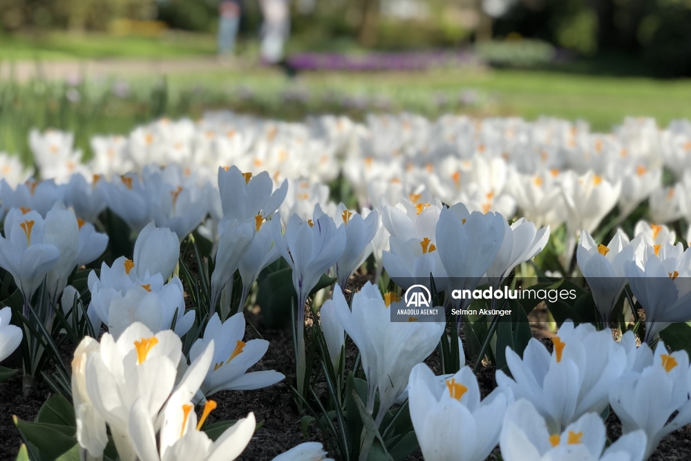 Keukenhof, el parque floral más grande del mundo