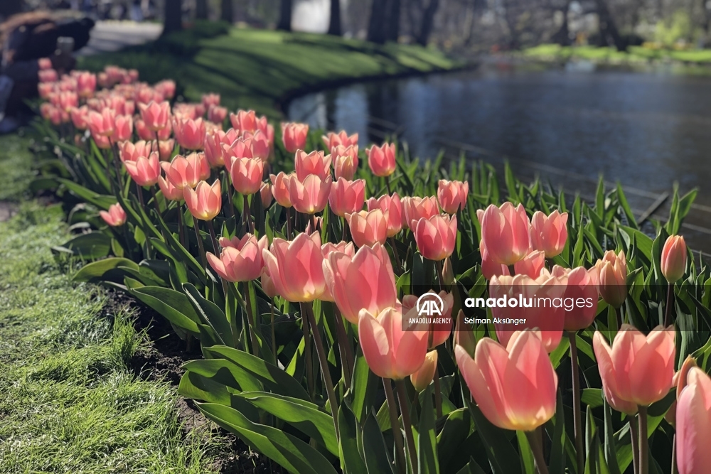 Keukenhof, el parque floral más grande del mundo