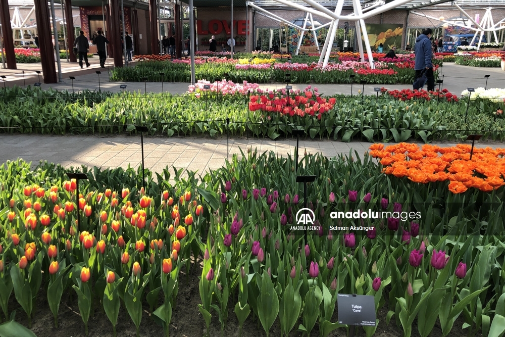 Keukenhof, el parque floral más grande del mundo
