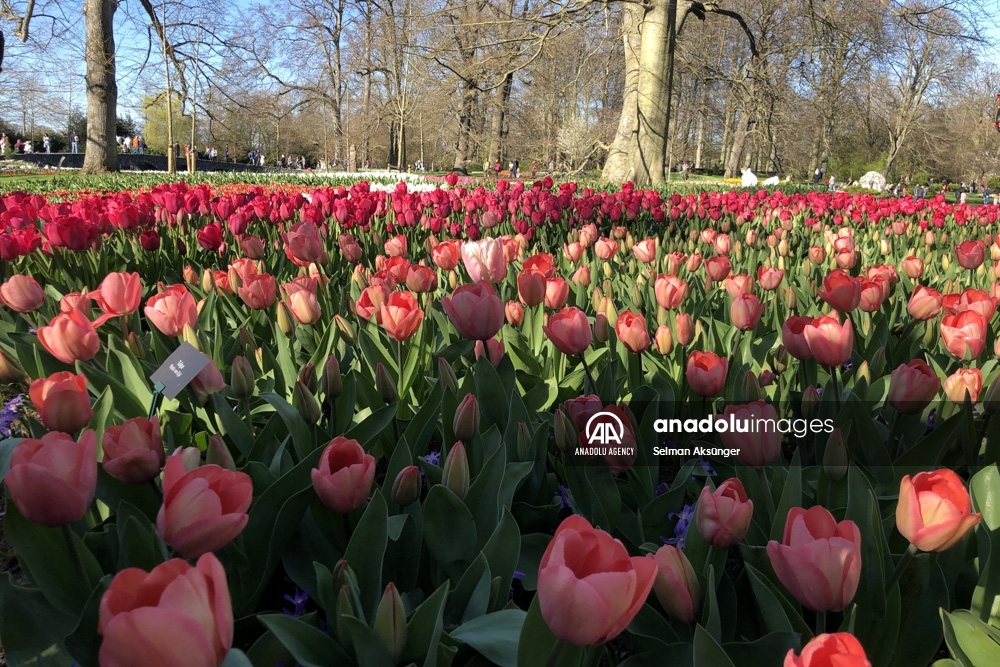Keukenhof, el parque floral más grande del mundo