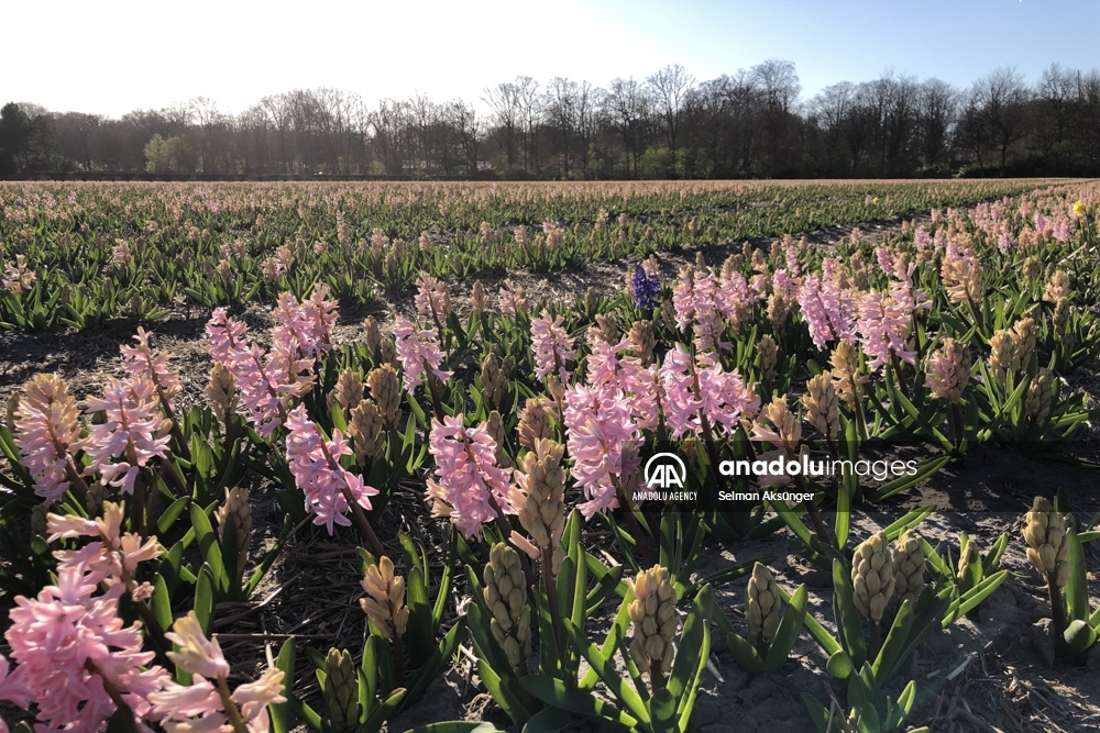 Keukenhof, el parque floral más grande del mundo
