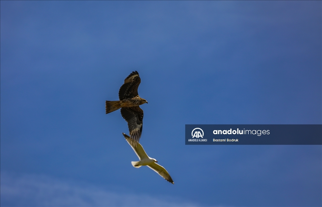 Göç rotasındaki Diyarbakır, yırtıcı kuşlara ev sahipliği yapıyor