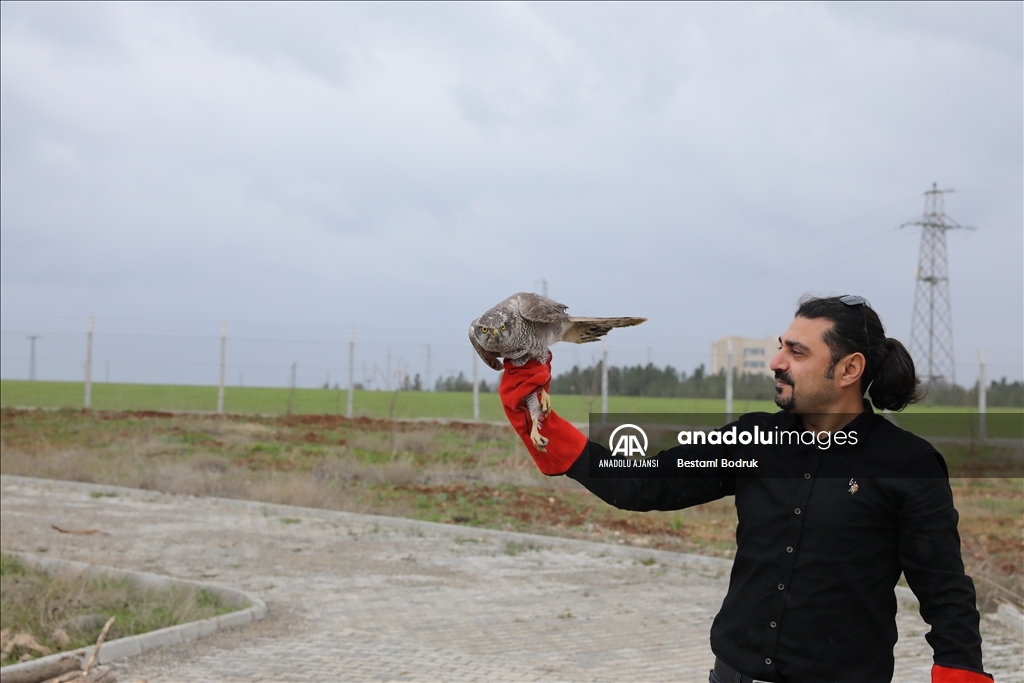 Göç rotasındaki Diyarbakır, yırtıcı kuşlara ev sahipliği yapıyor